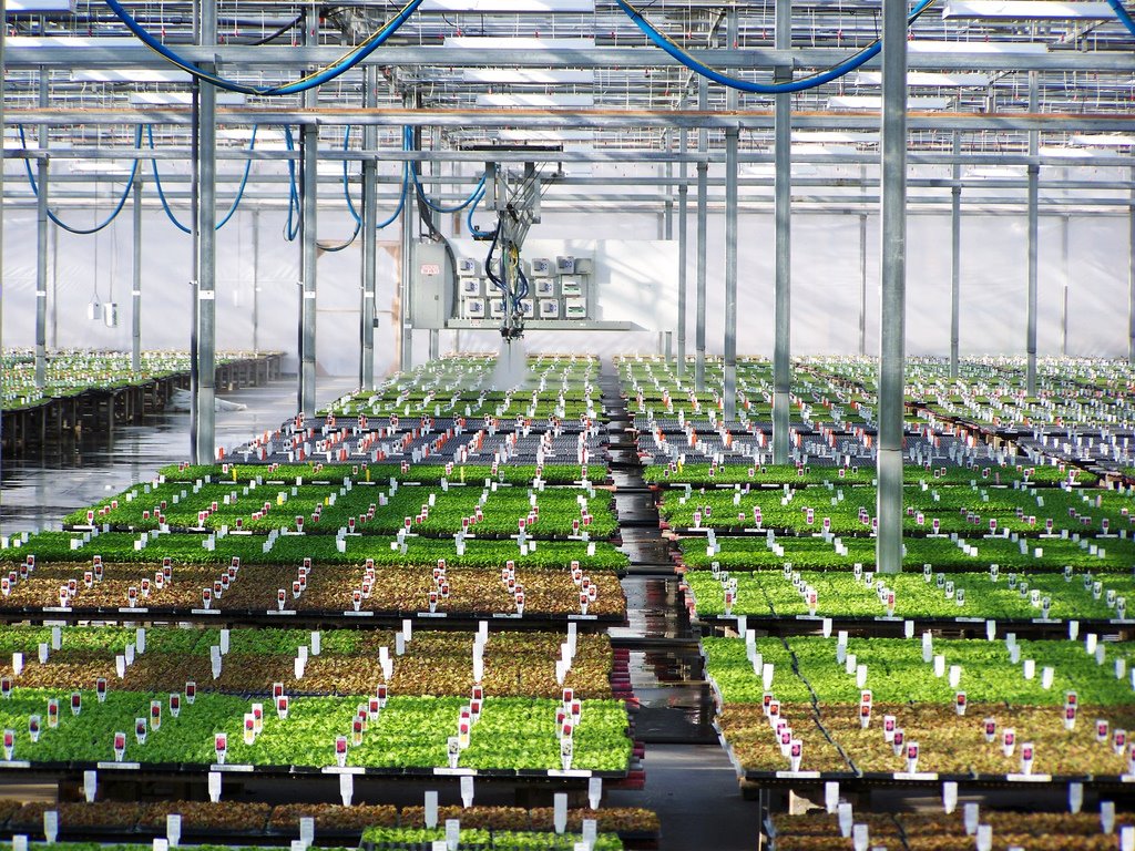 Bobs Market and Greenhouses, Inc - Uptown Greenhouse