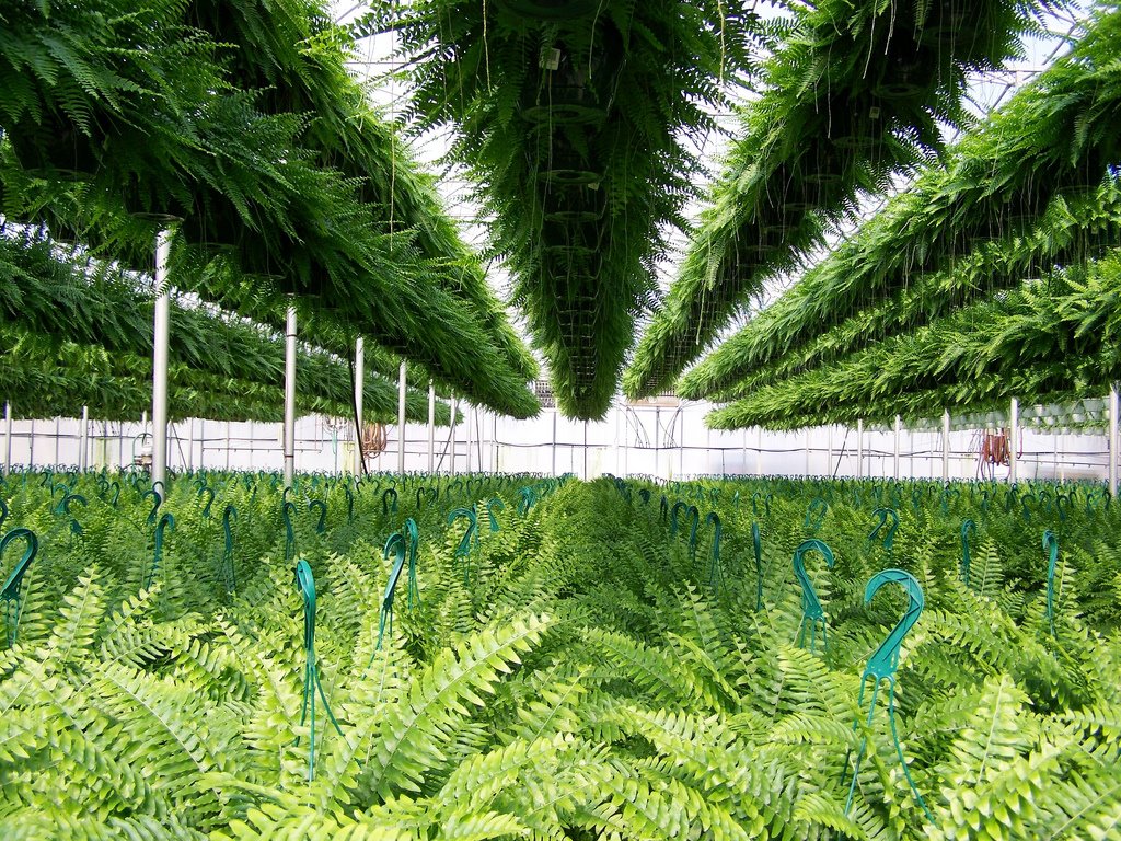 Bobs Market and Greenhouses, Inc. - 12,000 Ferns!