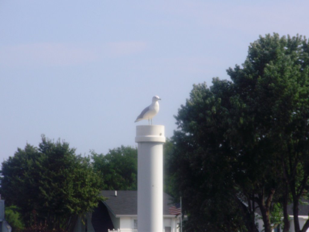 Galeb