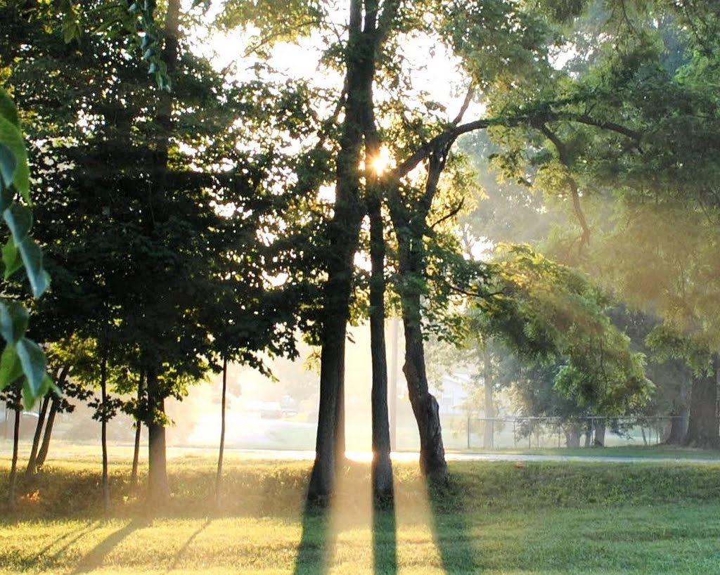 three trees