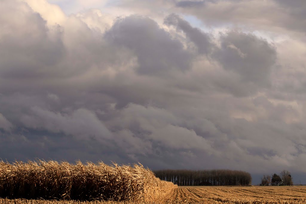 Golden Corn and Dark Sky