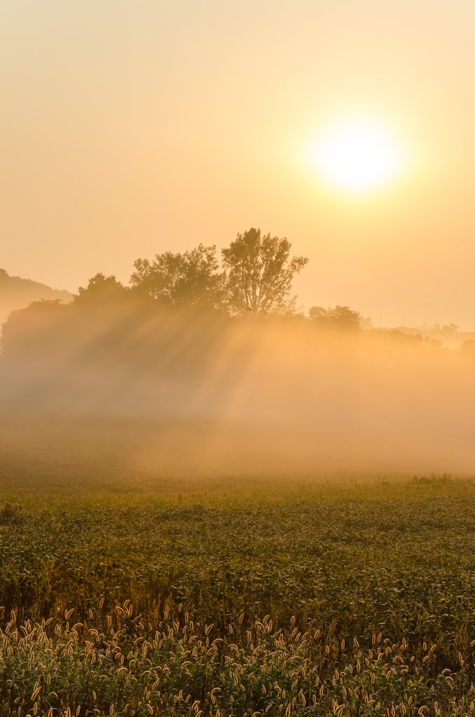 Morning Sun