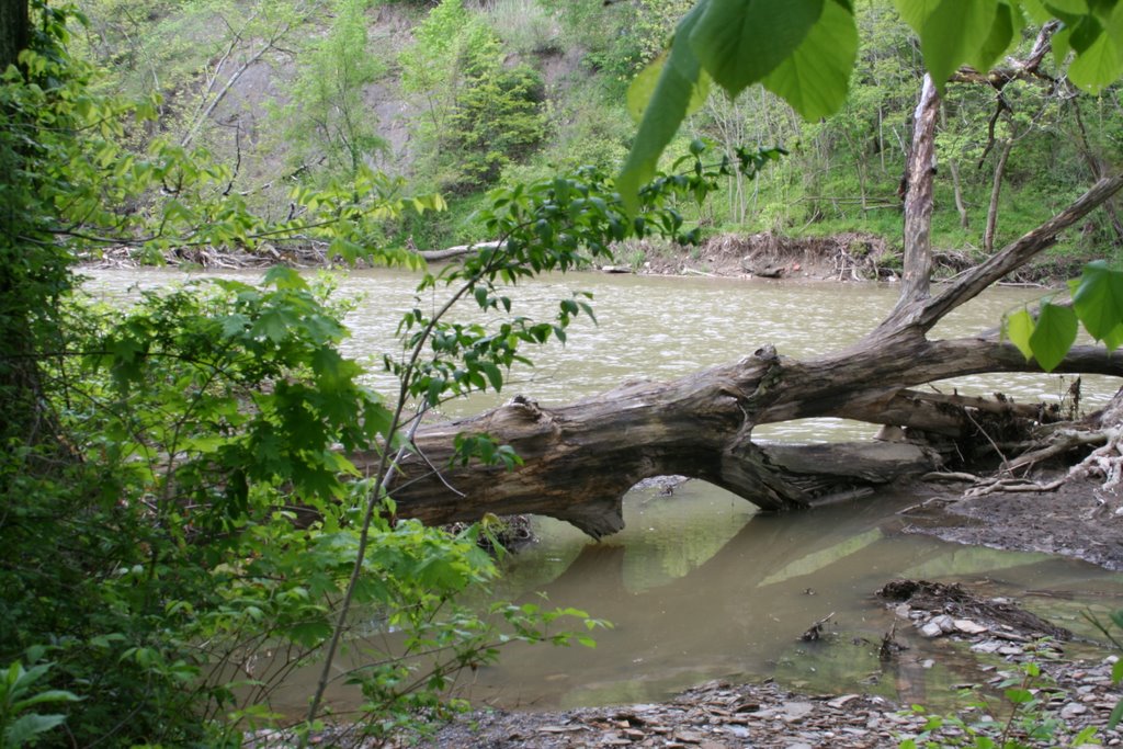Muddy River