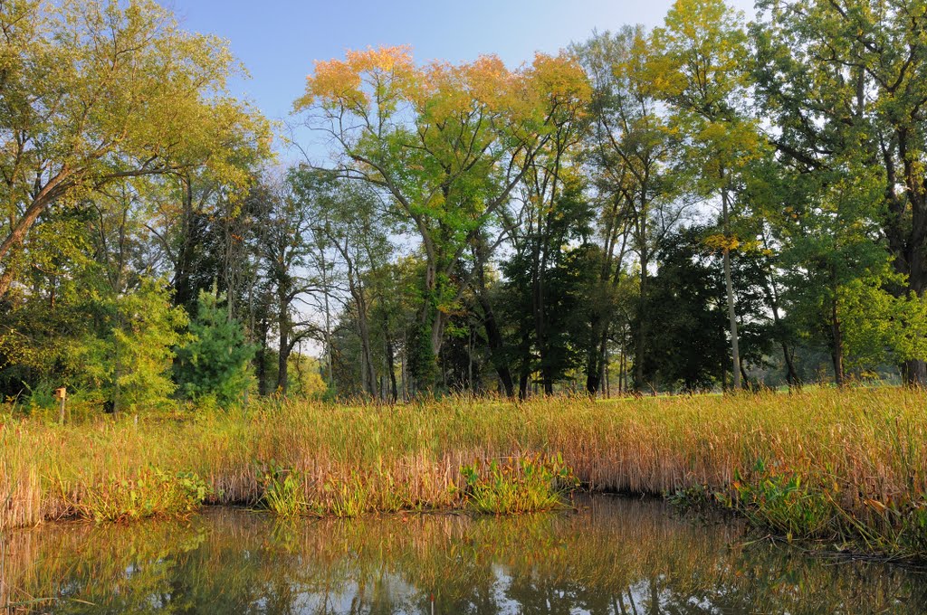 Marsh