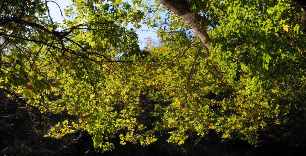 Branch