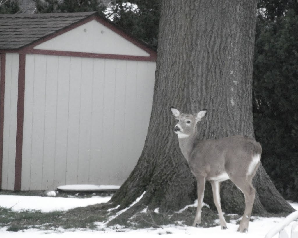 Deer in the backyard