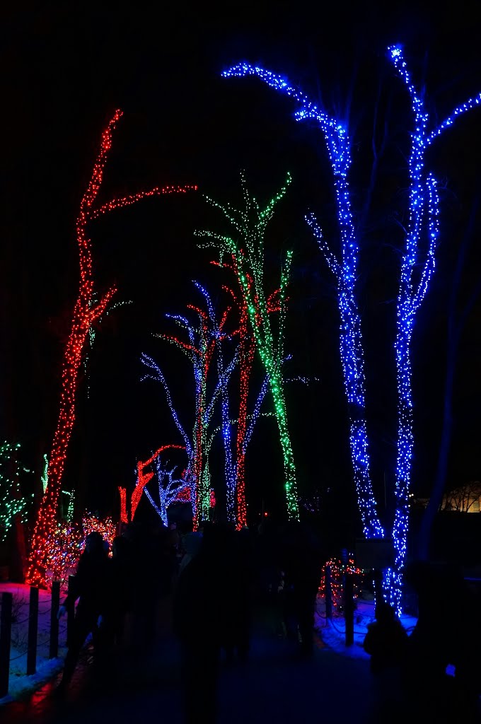 Toledo Zoo Lights