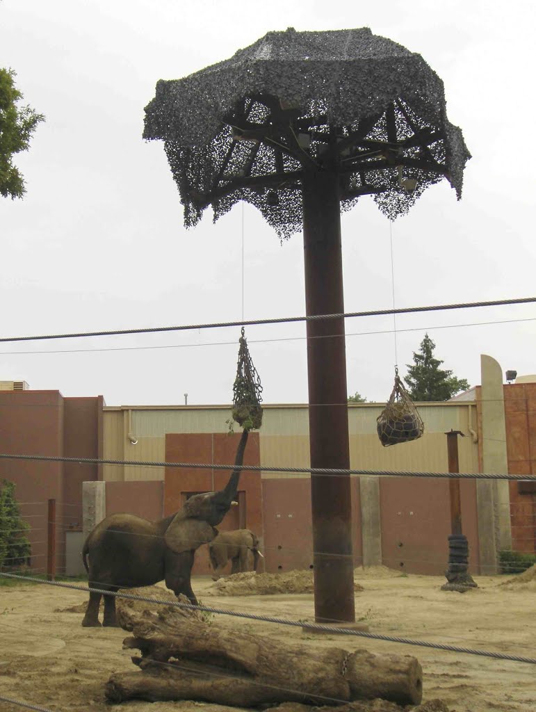 Toledo Zoo, GLCT