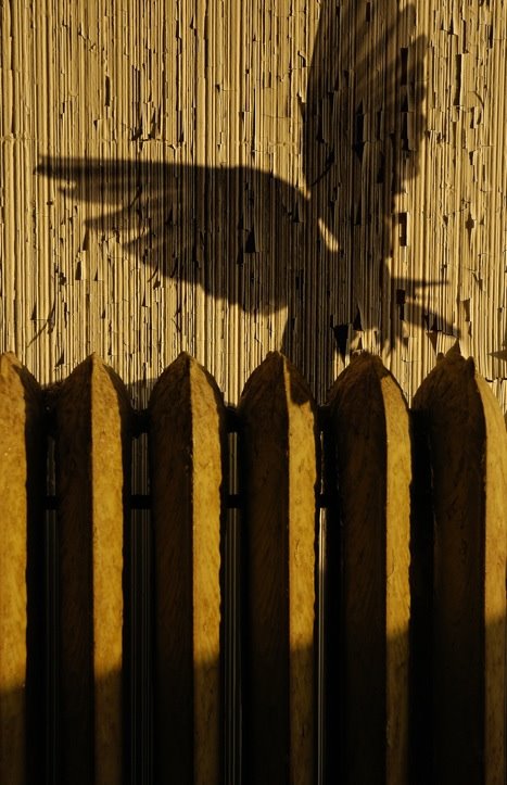 Those that can fly, leave...