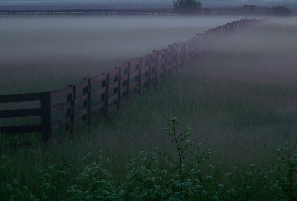 Early Morning Fog