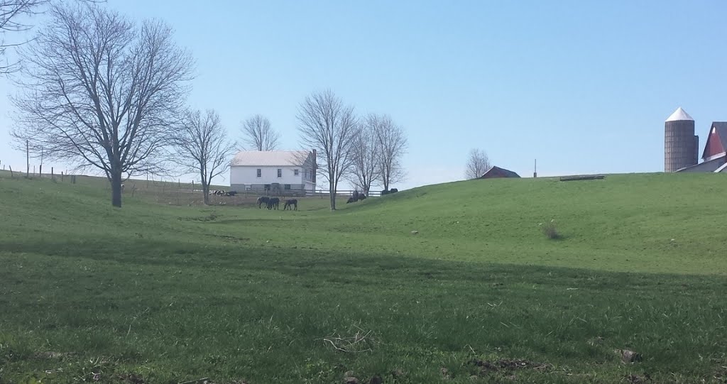 Spring pasture