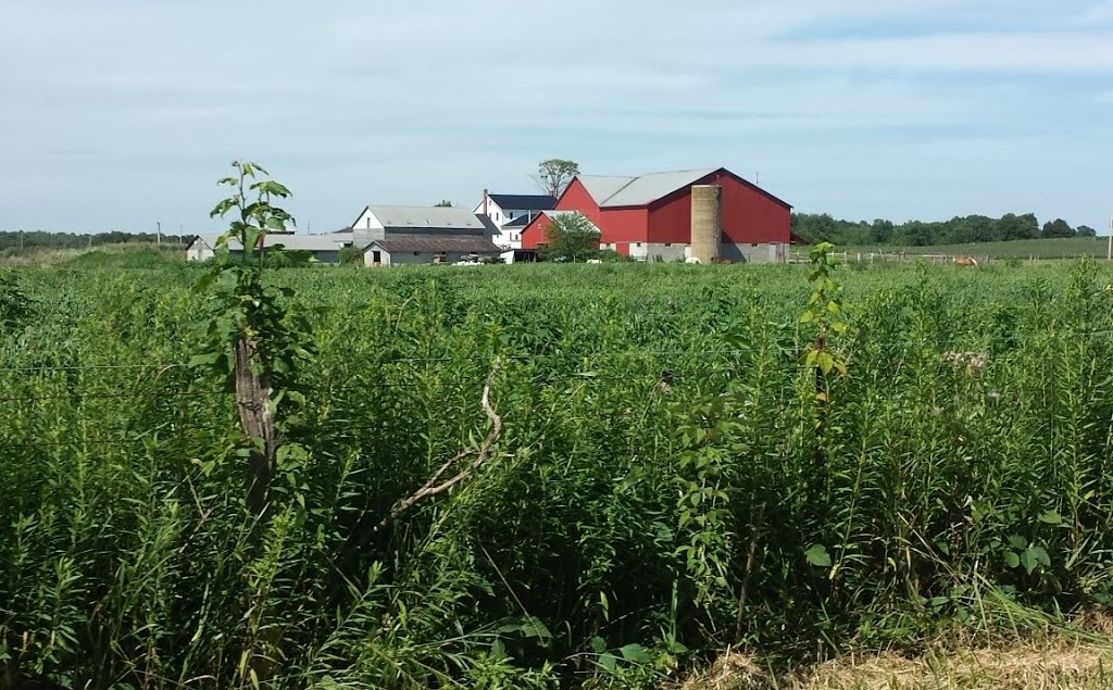 Amish farm.