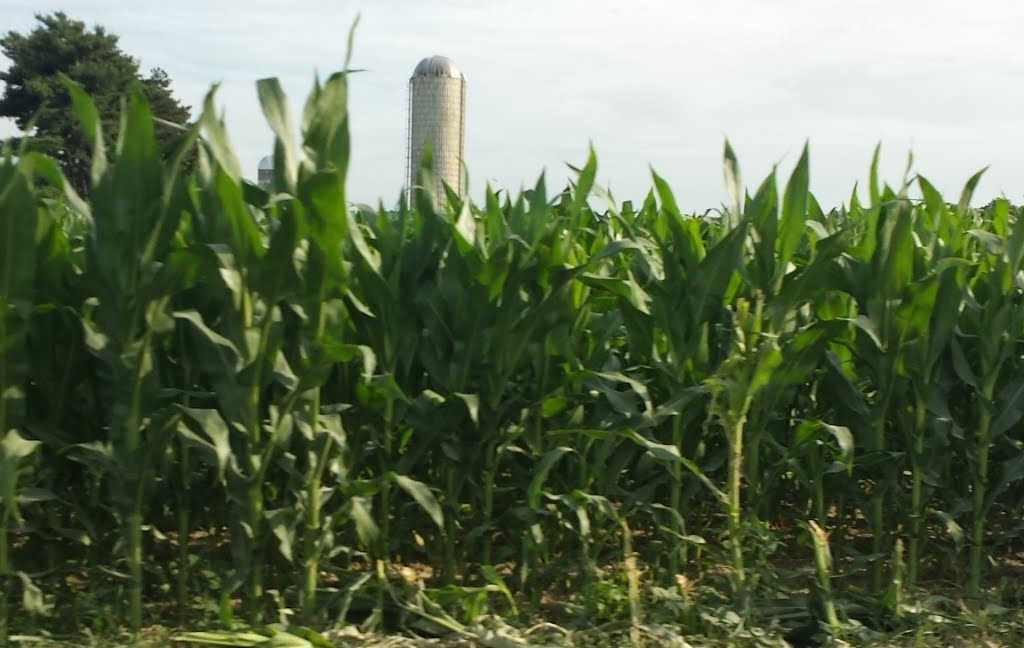Corn hiding the silos.