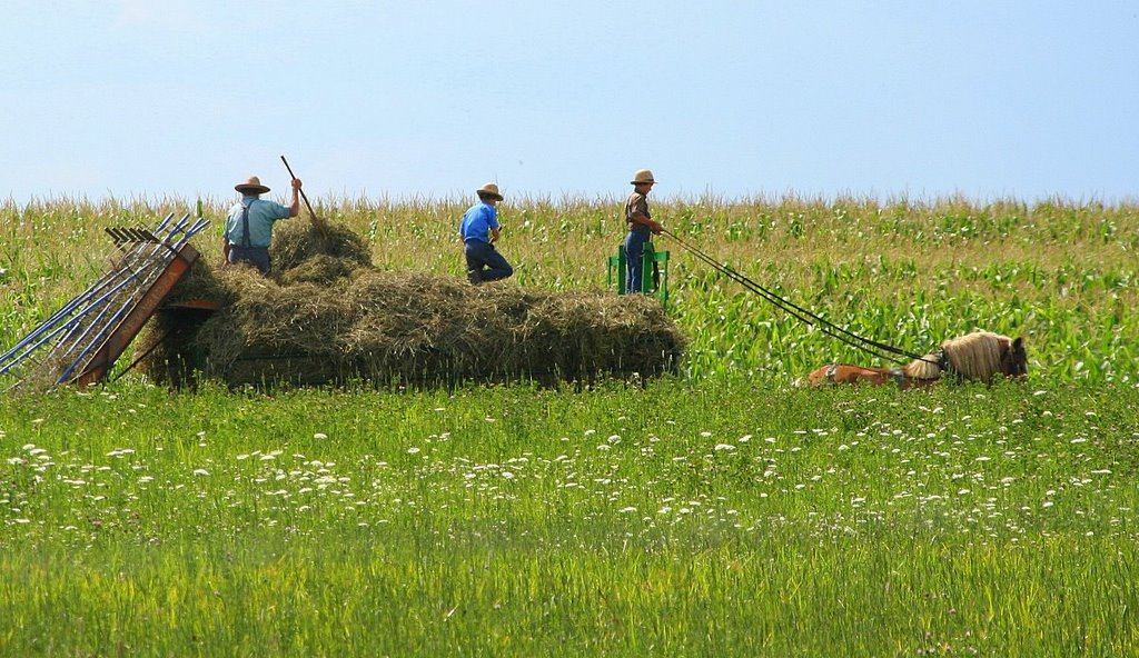 Amish at work on Old Tucker Farm
