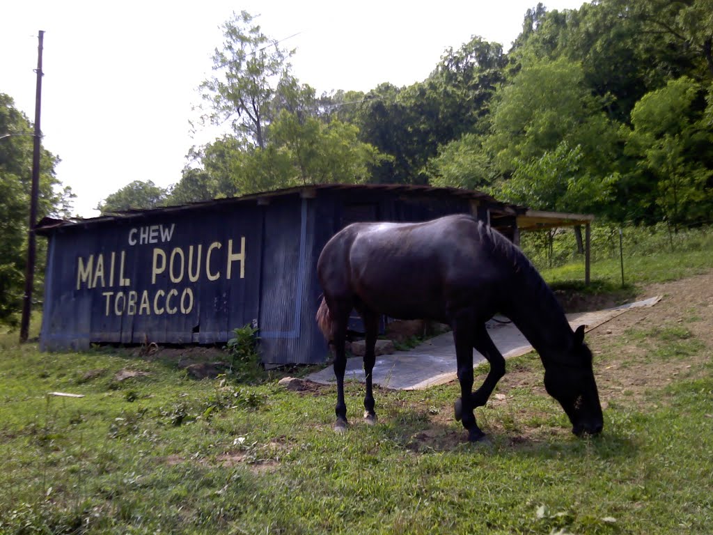 DD the horse