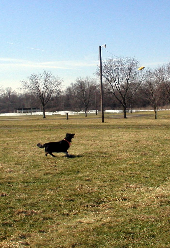 Mags frisbee