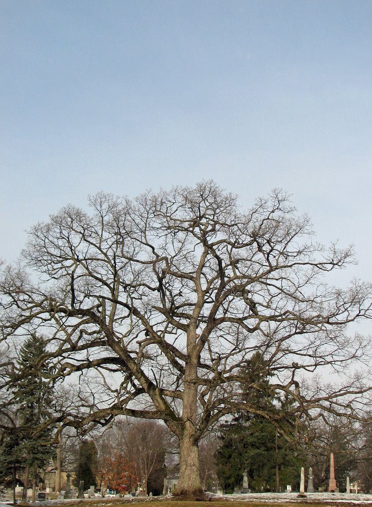 Greenlawn Cemetery Tree