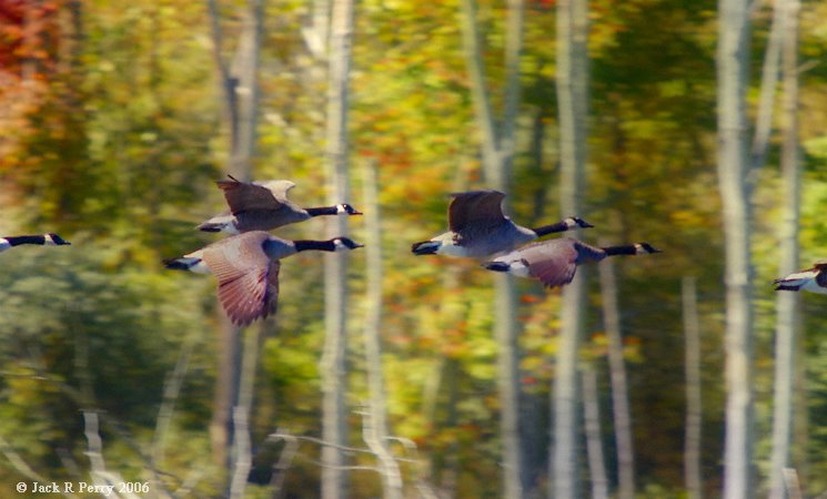 Migration