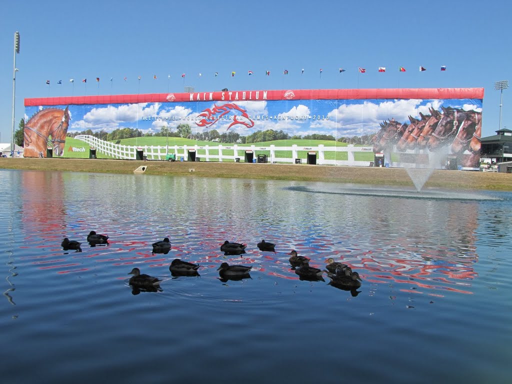 Ducks in Rolex Main Stadium Lake 4 - 2010 Alltech FEI World Equestrian Games - Kentucky Horse Park Lexington KY