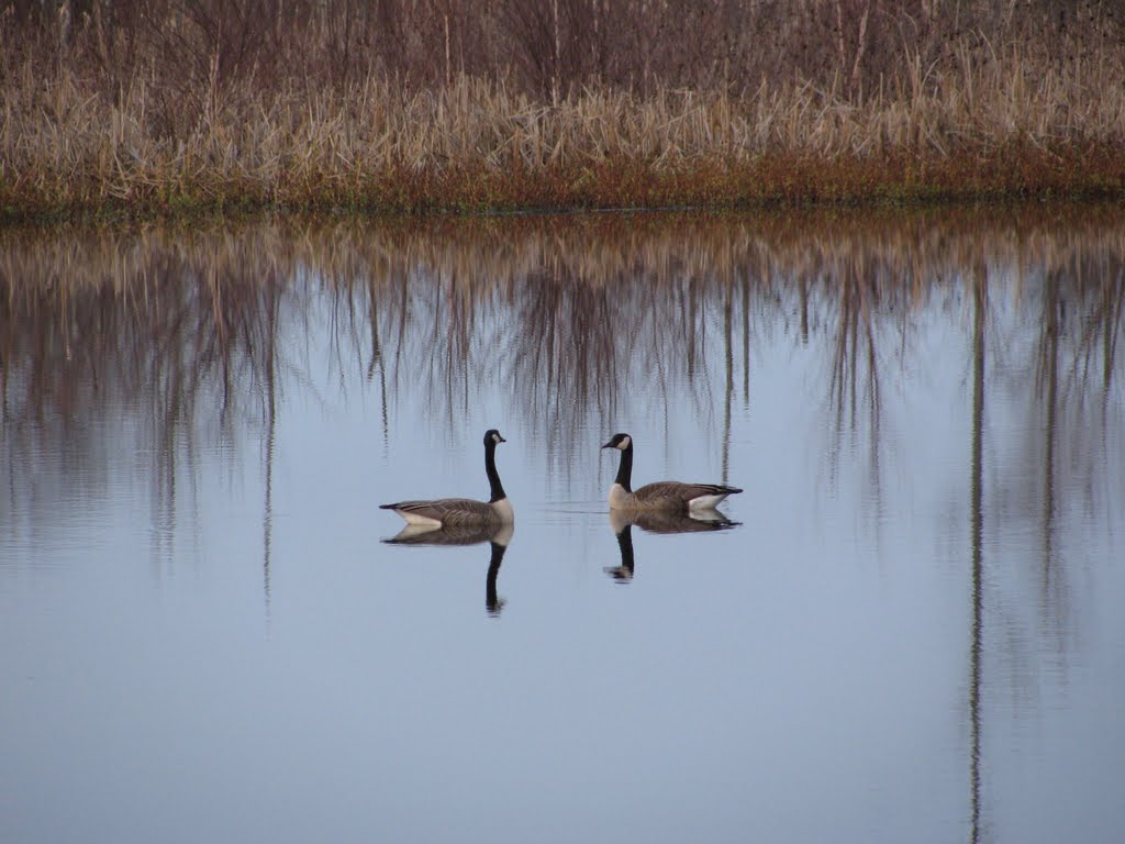 A pair of Canada geese, Muscatatuck NWR