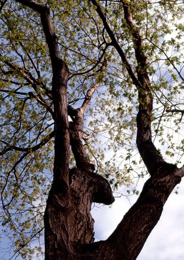 maple in spring