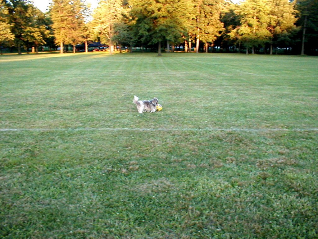 Brown playing with a ball in Roosevelt Park in Campbell, Ohio on July 13, 2001