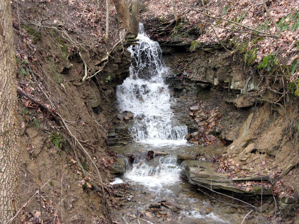 Oak Tree Falls