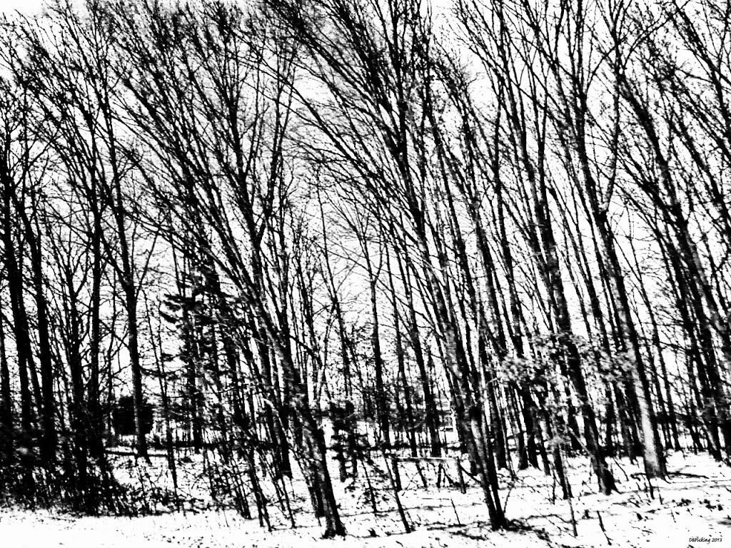 Morrow County Winter 2013
