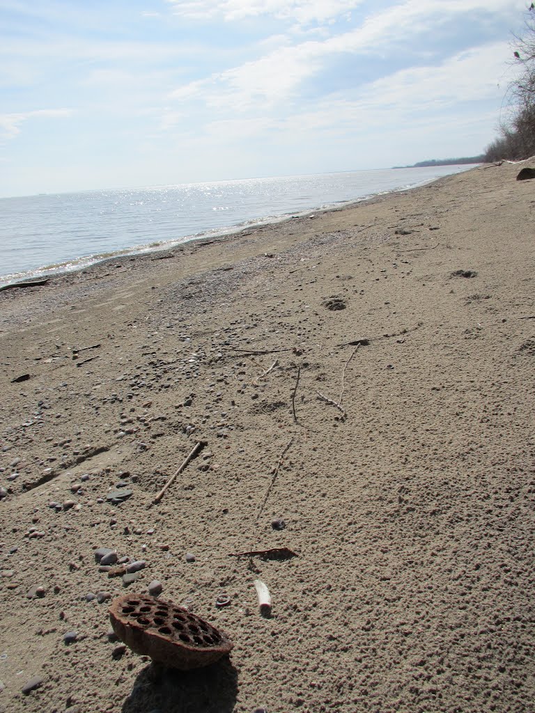 Lotus seed pod on the beach