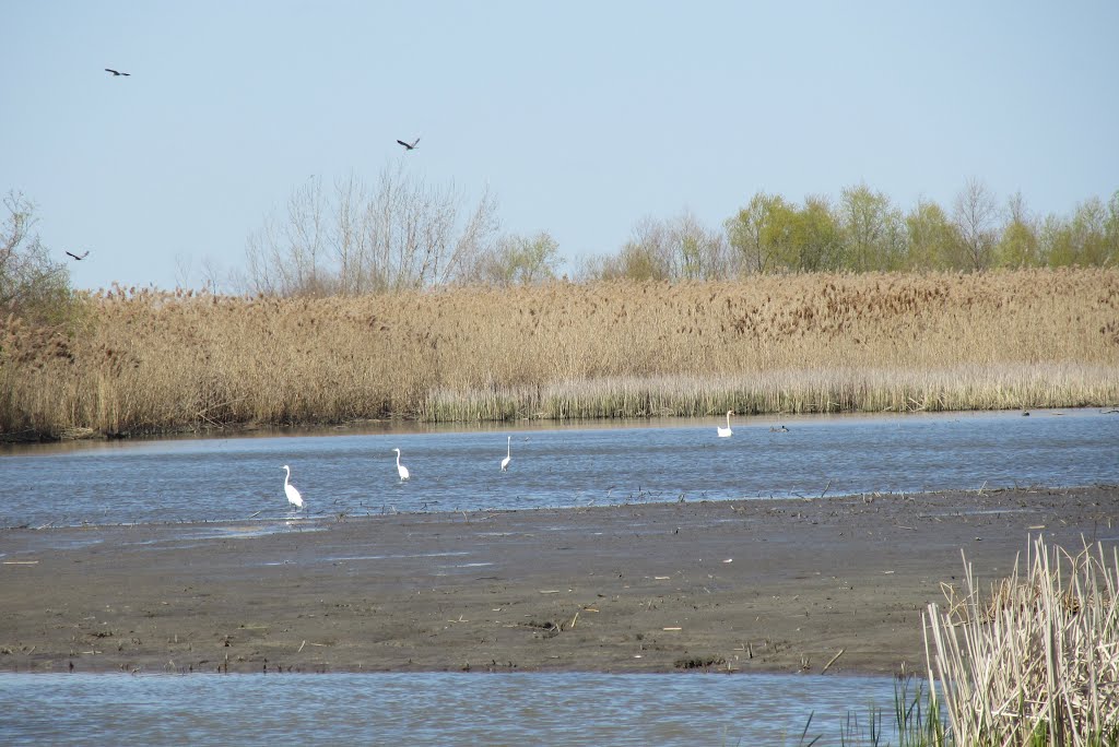 Bird sanctuary on the Woodtick Peninsula tip