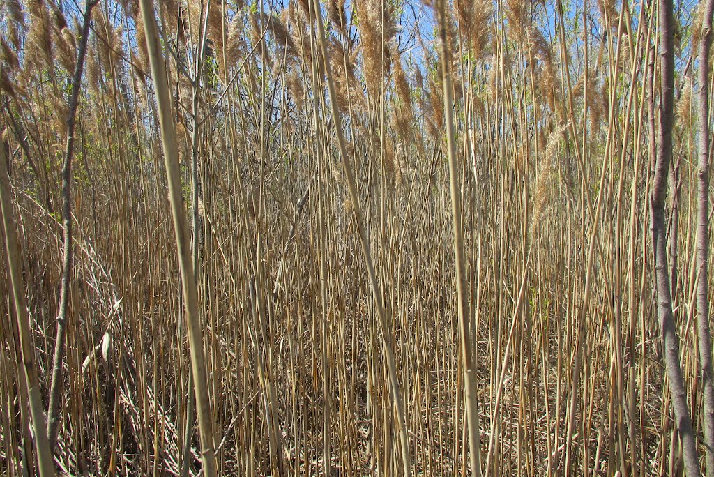 High reeds on Erie Beach