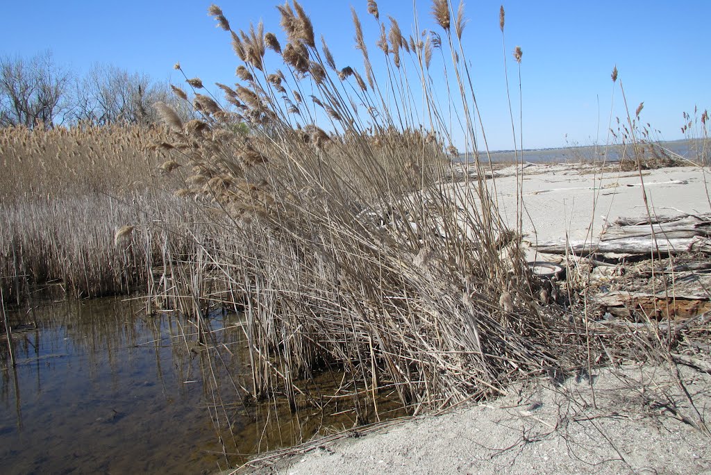 Beach sands invading reed beds