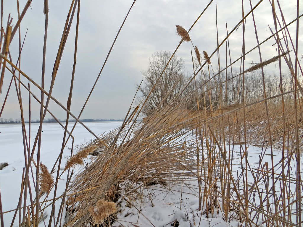Erie state game area in winter