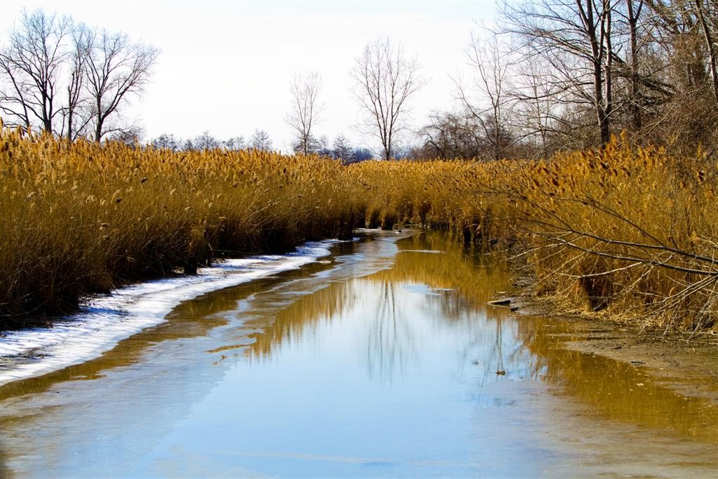 Creek in Winter