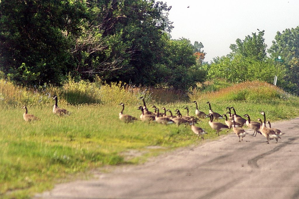 2008, Bloom, Ohio - Canada Geese crossing road