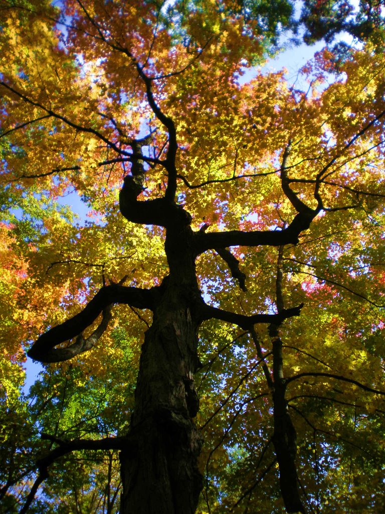 The regal feel of trees!