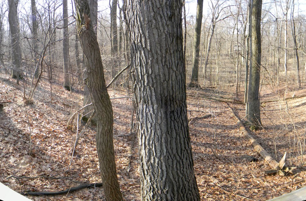 Wildwood Preserve - Brown Trail