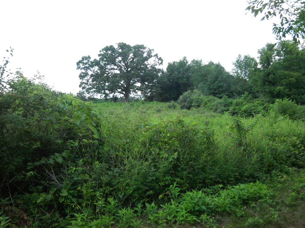 Oak tree from yellow trail