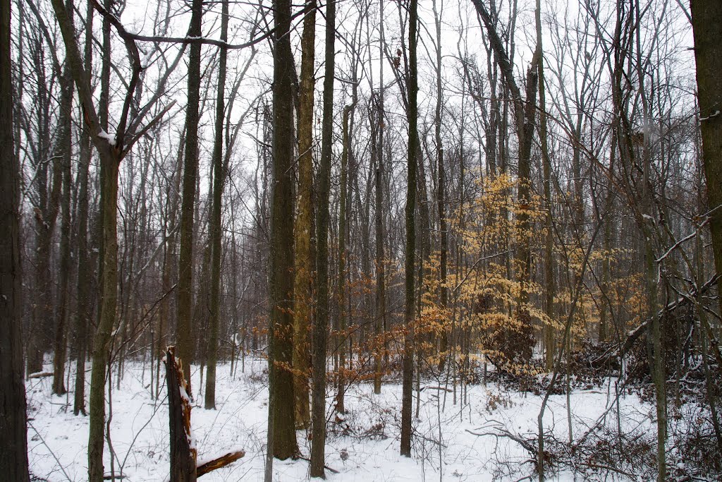Inniswood Gardens