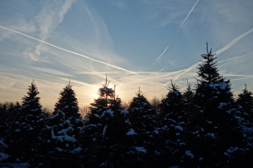 Evening sky over a Christmas tree farm