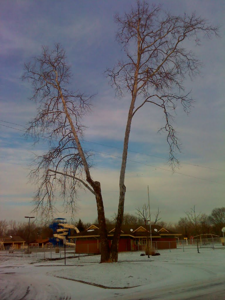 sycamore tree