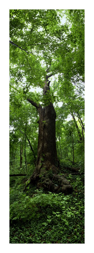Caldwell Preserve Cincinnati White Ash May