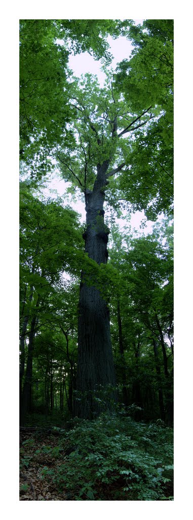 Caldwell Preserve Cincinnati Red Oak May