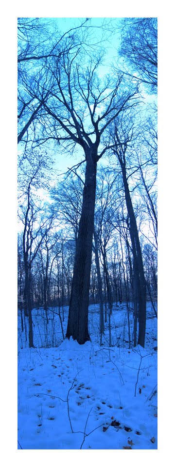 Calwell Preserve Pin Oak