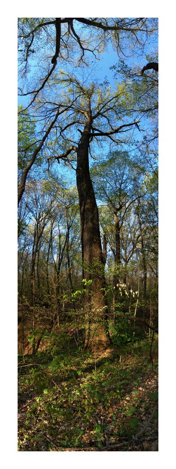 Caldwell Preserve  Bur Oak April
