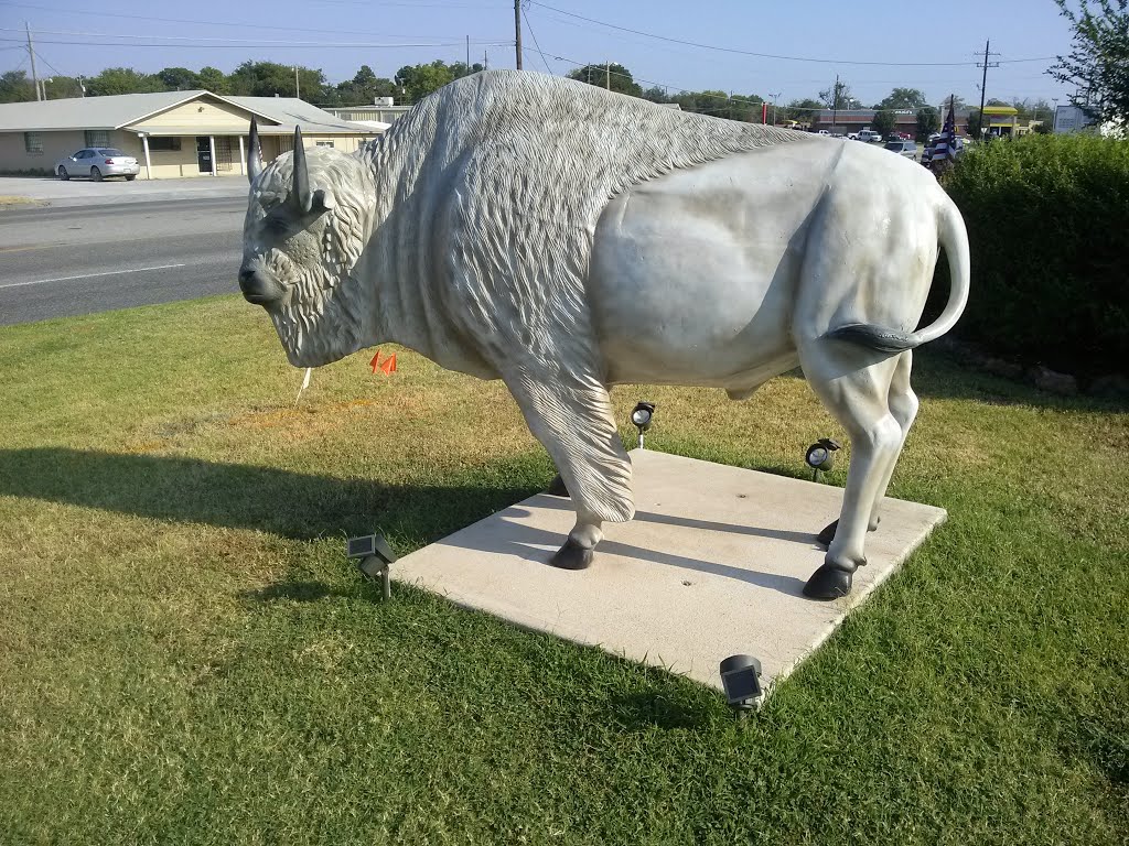 Buffalo in Atoka AZ