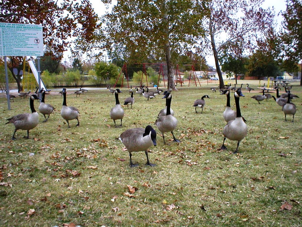 Geese