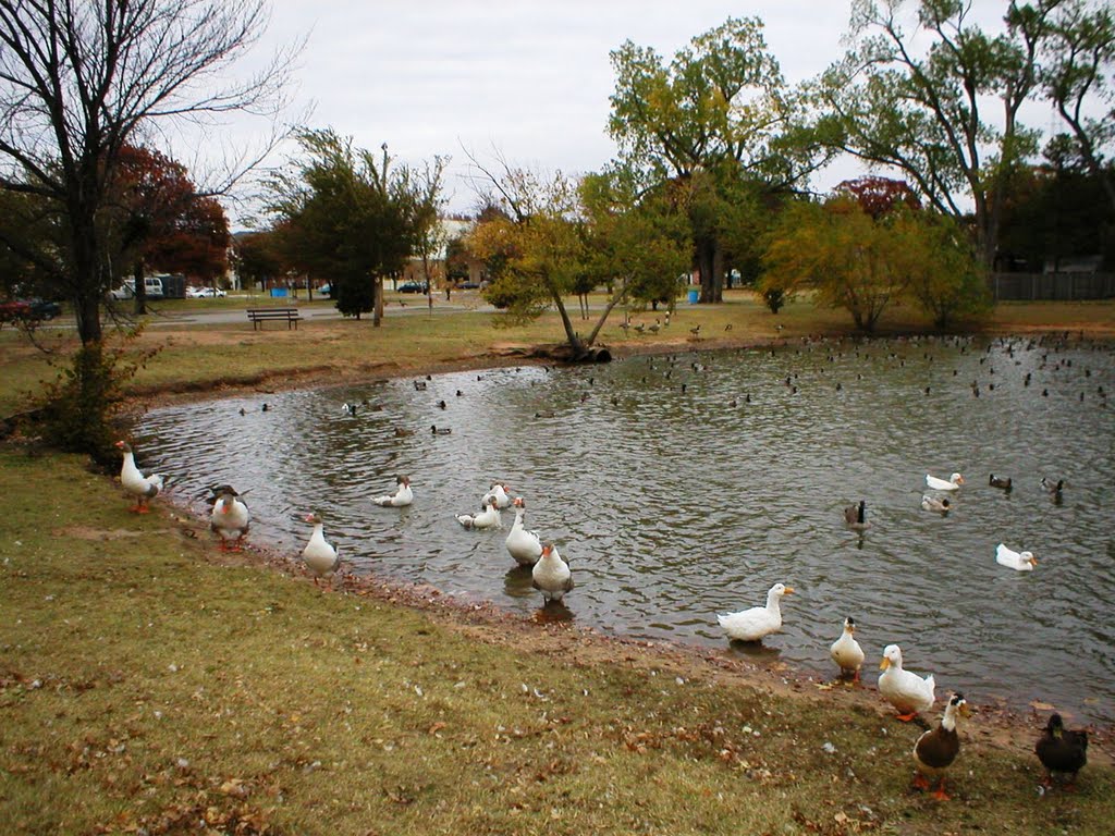 Ducks at the pond next to Bethany Library