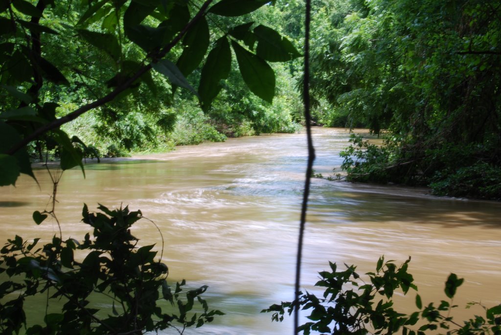 Cole Creek, about to flood