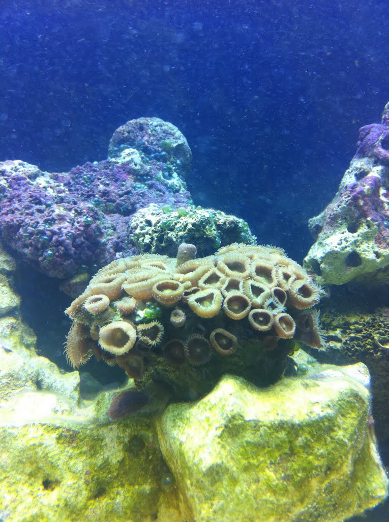 Photo from Oklahoma Aquarium in Jenks, OK